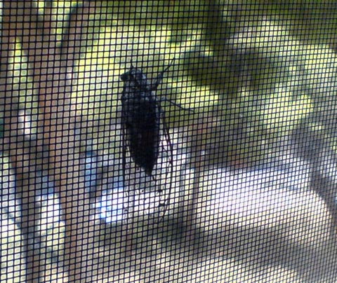 Cicadas