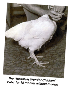 Mike the Headless Chicken