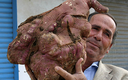 heaviest-potato