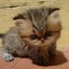 cute-kitten